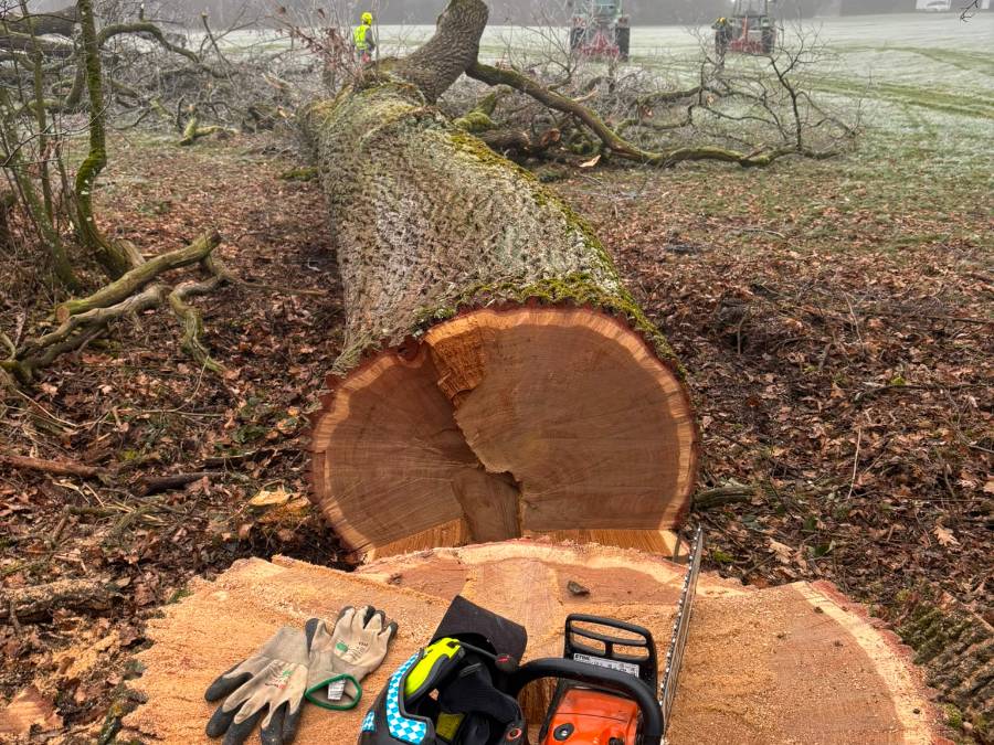 Frisch abgelängter Stamm mit heller Schnittfläche im Wald