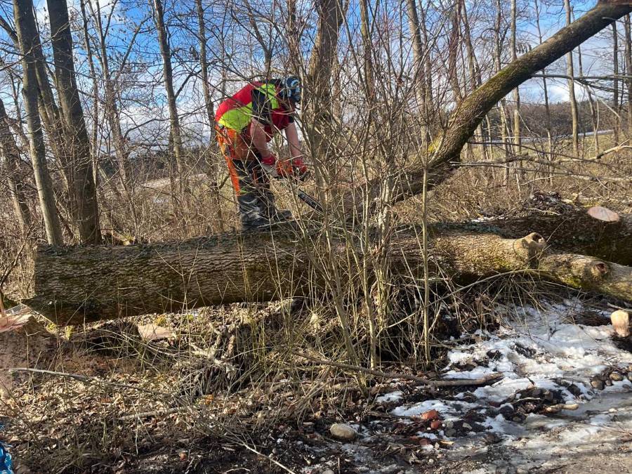 Forstarbeiter in Schnittschutzkleidung mit Motorsäge an einem gefällten Stamm im Winterwald