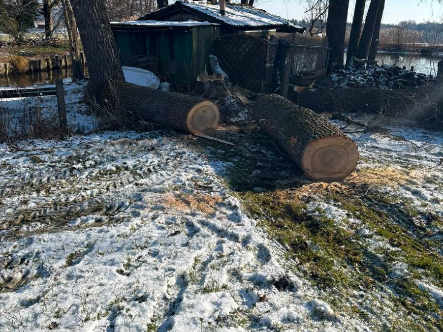 Rückegasse im Wald bei Türkenfeld mit frisch gerücktem Stammholz am Wegrand