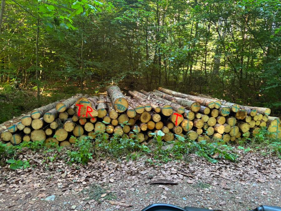 Polter aus Rundholz mit farbigen Markierungen am Waldrand